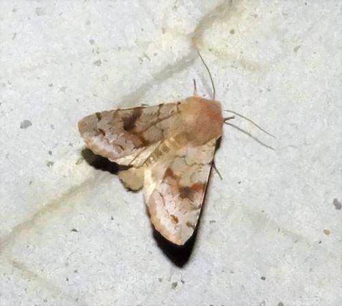 Réf. 276 990 : Orthosia incerta